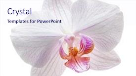 Presentation with orchids - PPT theme having yellow flower orchids isolated background and a sky blue colored foreground
