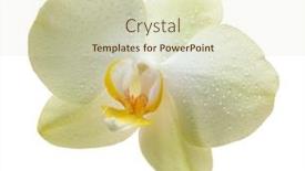  Presentation with orchids - Colorful presentation theme enhanced with yellow flower orchids isolated on white backdrop and a soft green colored foreground