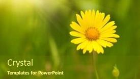  Presentation with yellow green - Slide deck consisting of yellow-flower-over-green-blurred background and a tawny brown colored foreground