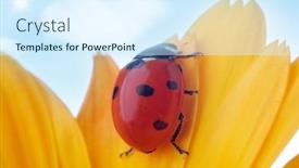  Presentation with blue flower - Slide deck featuring yellow flower petal with ladybug under blue sky background and a sky blue colored foreground