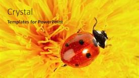 Presentation with ladybug - Amazing PPT theme having yellow-flower-with-ladybug backdrop and a gold colored foreground