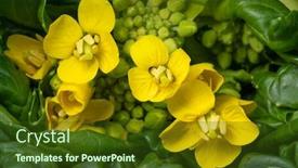  Presentation with yellow - PPT layouts enhanced with yellow-flowering-bok-choy-close background and a tawny brown colored foreground