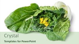  Presentation with yellow - PPT theme featuring yellow-flowering-bok-choy-close background and a seafoam green colored foreground