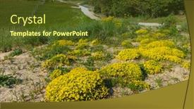  Presentation with plants growing - PPT theme consisting of sedo - yellow flowering sedum acre plants background and a tawny brown colored foreground