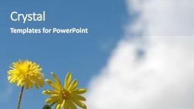  Presentation with blue yellow - PPT layouts having yellow flowers against blue sky background and a  colored foreground