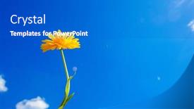  Presentation with bright yellow - Cool new presentation design with yellow-flowers-against-the-sky backdrop and a gray colored foreground