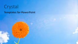  Presentation with bright yellow - Presentation theme consisting of yellow-flowers-against-the-sky background and a teal colored foreground