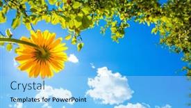  Presentation with bright yellow - Beautiful PPT theme featuring yellow-flowers-against-the-sky backdrop and a light blue colored foreground