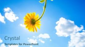  Presentation with bright yellow - Slide set with yellow-flowers-against-the-sky background and a light blue colored foreground