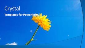  Presentation with bright yellow - Colorful presentation design enhanced with yellow-flowers-against-the-sky backdrop and a gray colored foreground