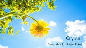  Presentation with bright yellow - Presentation design featuring yellow-flowers-against-the-sky background and a sky blue colored foreground