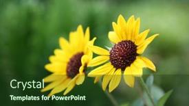  Presentation with wild flower - Presentation design featuring yellow-flowers-blooming-flowers background and a tawny brown colored foreground