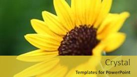  Presentation with wild flower - Slide deck consisting of yellow-flowers-blooming-flowers background and a yellow colored foreground