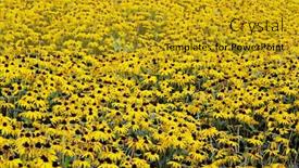  Presentation with chrysanthemum - Audience pleasing slide deck consisting of yellow-flowers-chrysanthemums-daisy-flowers backdrop and a gold colored foreground