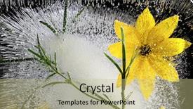  Presentation with ice frozen - Cool new PPT theme with yellow flowers frozen in ice backdrop and a  colored foreground