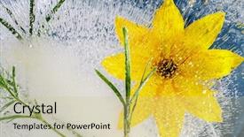  Presentation with ice frozen - Slides having yellow flowers frozen in ice background and a  colored foreground