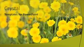  Presentation with growing - Slide deck having yellow-flowers-growing-wild background and a gold colored foreground