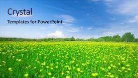  Presentation with blue yellow - Presentation theme consisting of yellow flowers hill under blue background and a teal colored foreground