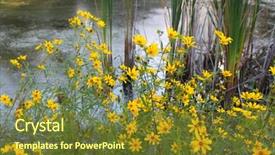  Presentation with yellow narcissus or daffodil flowers - PPT theme with yellow flowers near a pond background and a tawny brown colored foreground
