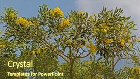  Presentation with grown - Presentation design with yellow flowers of huge caribbean trumpet tree grown in thailand against cloudy day background and a tawny brown colored foreground
