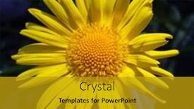  Presentation with flowers - Colorful presentation theme enhanced with yellow-flowers-of-leopards-bane backdrop and a gold colored foreground