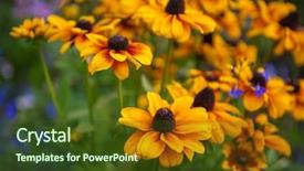  Presentation with mustard seeds yellow flowers - Audience pleasing PPT layouts consisting of coneflower also called rudbeckia perennial backdrop and a tawny brown colored foreground