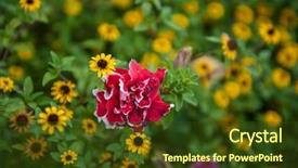  Presentation with yellow orange - Beautiful PPT layouts featuring called rudbeckia with pink roses backdrop and a tawny brown colored foreground