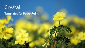  Presentation with kalahari - PPT theme featuring yellow-flowers-of-tribulus-zeyheri background and a  colored foreground
