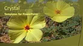  Presentation with kalahari - Slides featuring yellow-flowers-of-tribulus-zeyheri background and a tawny brown colored foreground