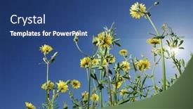  Presentation with flowers - Presentation theme having yellow-flowers-photographed-from-below background and a ocean colored foreground