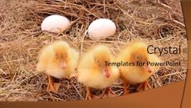  Presentation with teal and yellow music wallpaper - Cool new presentation theme with yellow fluffy ducklings with egg backdrop and a yellow colored foreground