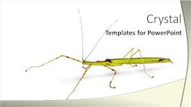  Presentation with abstract yellow gold and white - Cool new slide deck with yellow flying stick necroscia annulipes backdrop and a white colored foreground