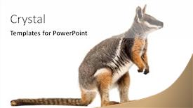  Presentation with kangaroo - Beautiful slide set featuring yellow-footed rock-wallaby petrogale xanthopus kangaroo wallaby standing against white background backdrop and a white colored foreground