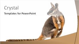  Presentation with kangaroo - Presentation design with yellow-footed rock-wallaby petrogale xanthopus kangaroo wallaby standing against white background background and a white colored foreground