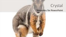  Presentation with kangaroo - PPT theme consisting of yellow-footed rock-wallaby petrogale xanthopus kangaroo wallaby standing against white background background and a light gray colored foreground