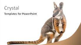  Presentation with kangaroo - Colorful PPT theme enhanced with yellow-footed rock-wallaby petrogale xanthopus kangaroo wallaby standing against white background backdrop and a white colored foreground