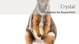  Presentation with kangaroo - Colorful presentation design enhanced with rock-wallaby petrogale xanthopus kangaroo backdrop and a light gray colored foreground