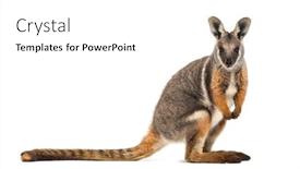  Presentation with kangaroo - Cool new slide set with rock-wallaby petrogale xanthopus kangaroo backdrop and a white colored foreground