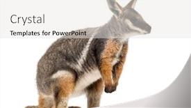  Presentation with kangaroo - Presentation design with yellow-footed rock-wallaby petrogale xanthopus kangaroo wallaby standing against white background background and a white colored foreground