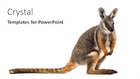  Presentation with kangaroo - Colorful presentation theme enhanced with rock-wallaby petrogale xanthopus kangaroo backdrop and a white colored foreground