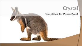  Presentation with kangaroo - Presentation theme featuring rock-wallaby petrogale xanthopus kangaroo background and a white colored foreground