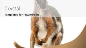  Presentation with rock - Colorful theme enhanced with yellow-footed-rock-wallaby-standing backdrop and a white colored foreground