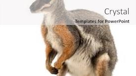  Presentation with rock - PPT theme having yellow-footed-rock-wallaby-standing background and a white colored foreground