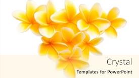  Presentation with frangipani flowers - Colorful PPT theme enhanced with yellow frangipani flowers arrangement can be used for design element backdrop and a yellow colored foreground
