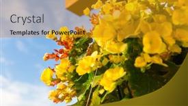  Presentation with geranium - PPT theme featuring yellow-geranium-in-a-hanging background and a gold colored foreground