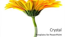  Presentation with bright yellow - Audience pleasing presentation consisting of yellow gerber flower on white backdrop and a white colored foreground