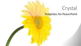  Presentation with gerbera daisy - Audience pleasing PPT theme consisting of yellow-gerbera-daisy-picture backdrop and a white colored foreground