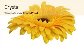  Presentation with flower - Beautiful slide deck featuring yellow gerbera flower isolated backdrop and a  colored foreground