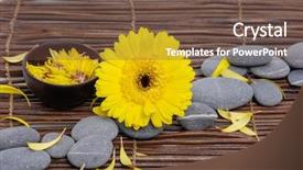  Presentation with stones - Beautiful PPT theme featuring yellow gerbera with gray stones backdrop and a tawny brown colored foreground