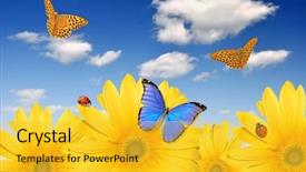  Presentation with yellow envelope the stamped - Colorful slides enhanced with yellow gerberas with butterfly backdrop and a  colored foreground